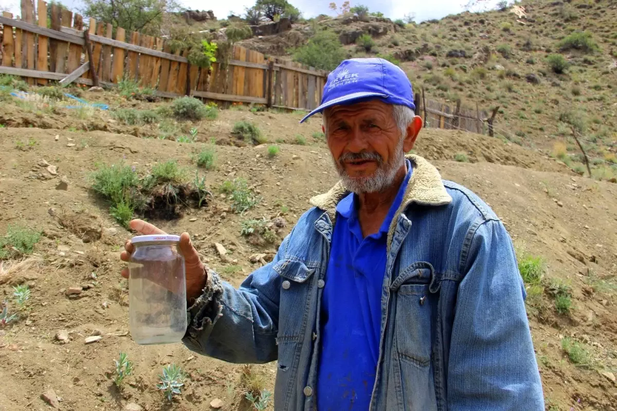 Yetişmez denilen bitkiyi konserve kavanozunda yetiştirip ardından toprakla buluşturdu