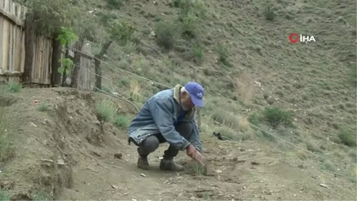 Yetişmez denilen bitkiyi konservelerle yetiştirip ardından toprakla buluşturdu