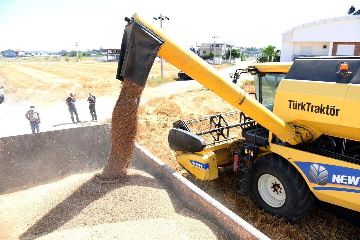 20 ton ürün, bulgur halinde ilçe sakinlerine dağıtacak, belediye aşevinde kullanacak.