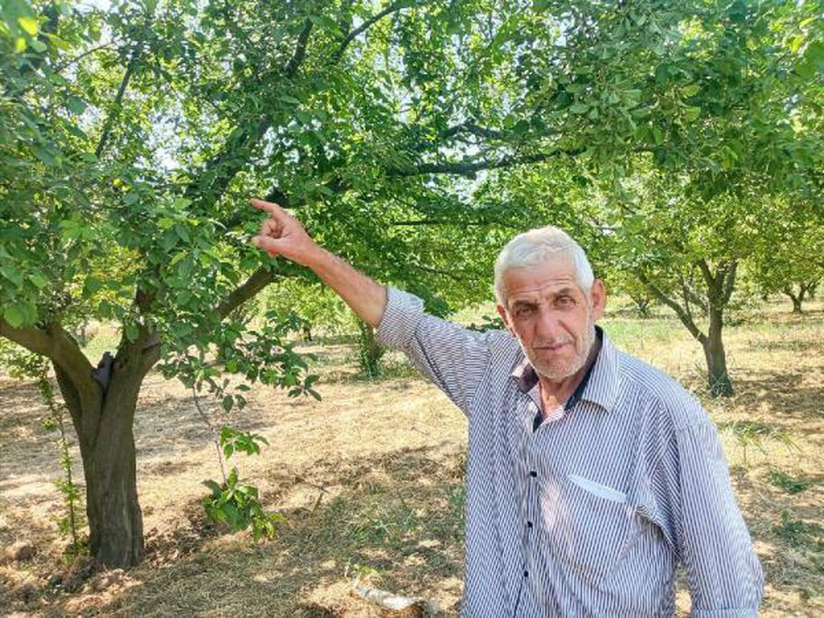 90 ağaçtan 3,5 ton erik çaldılar