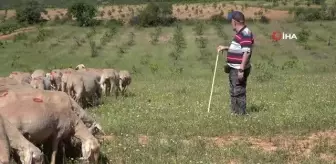 Akademik çoban: Derslerden arta kalan zamanlarda koyunlarını merada kendi otlatıyor