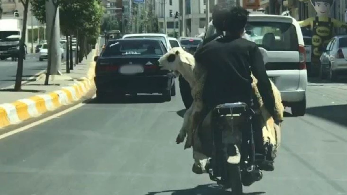 Aralarına aldıkları koyun ile motosiklet üzerinde böyle yolculuk yaptılar