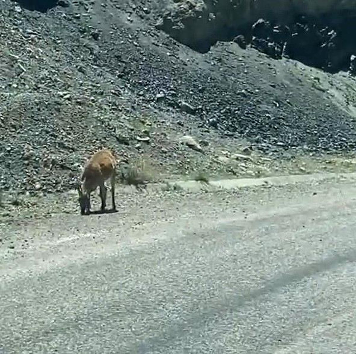 Dağ keçileri karayoluna indi