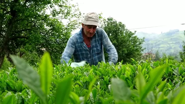 Fındık üretimi artacak, yaş çay üretimi düşecek Fındık üretimi artacak, yaş çay üretimi düşecek
