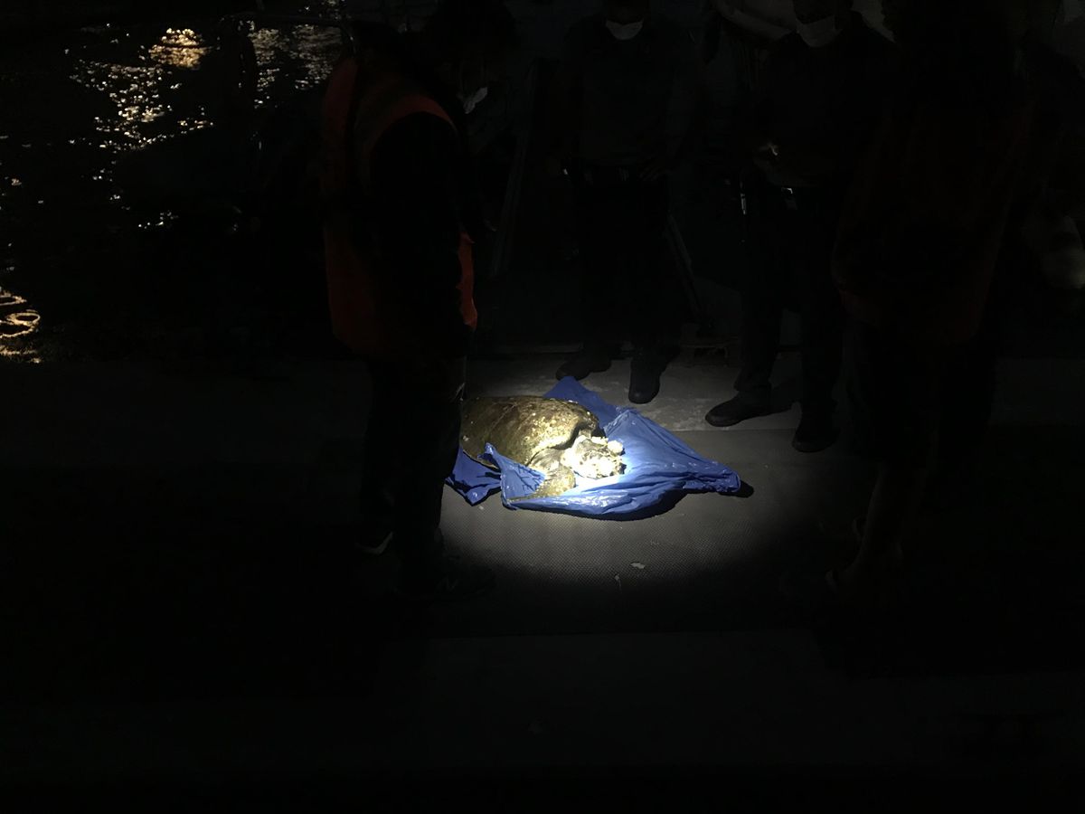 İzmir\'de Alsancak Kordon Boyu\'ndan yaralı deniz kaplumbağası çıkarıldı