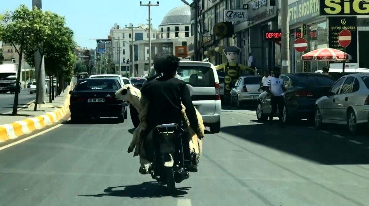 Son dakika haber! Koyunun motosikletle yolculuğu kamerada
