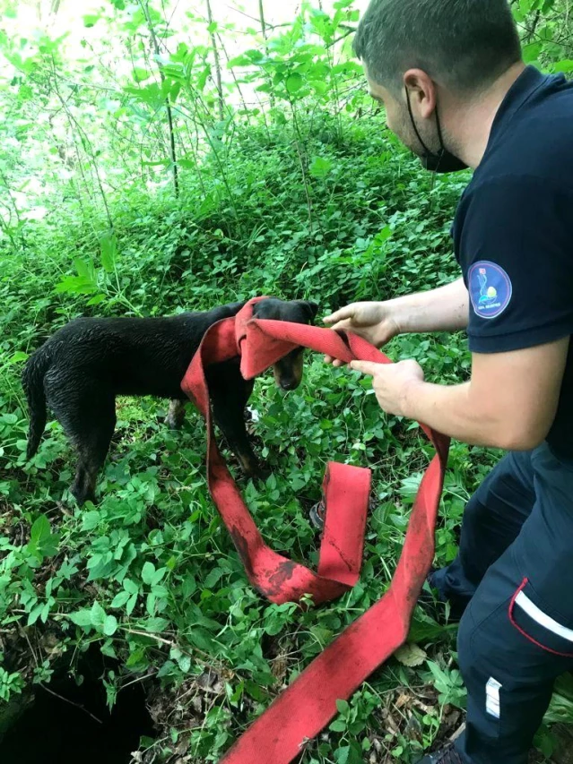 Kuyuya düşen sokak köpeği için seferber oldular