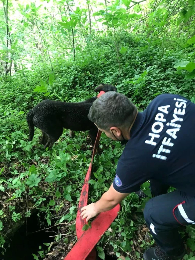 Kuyuya düşen sokak köpeği için seferber oldular