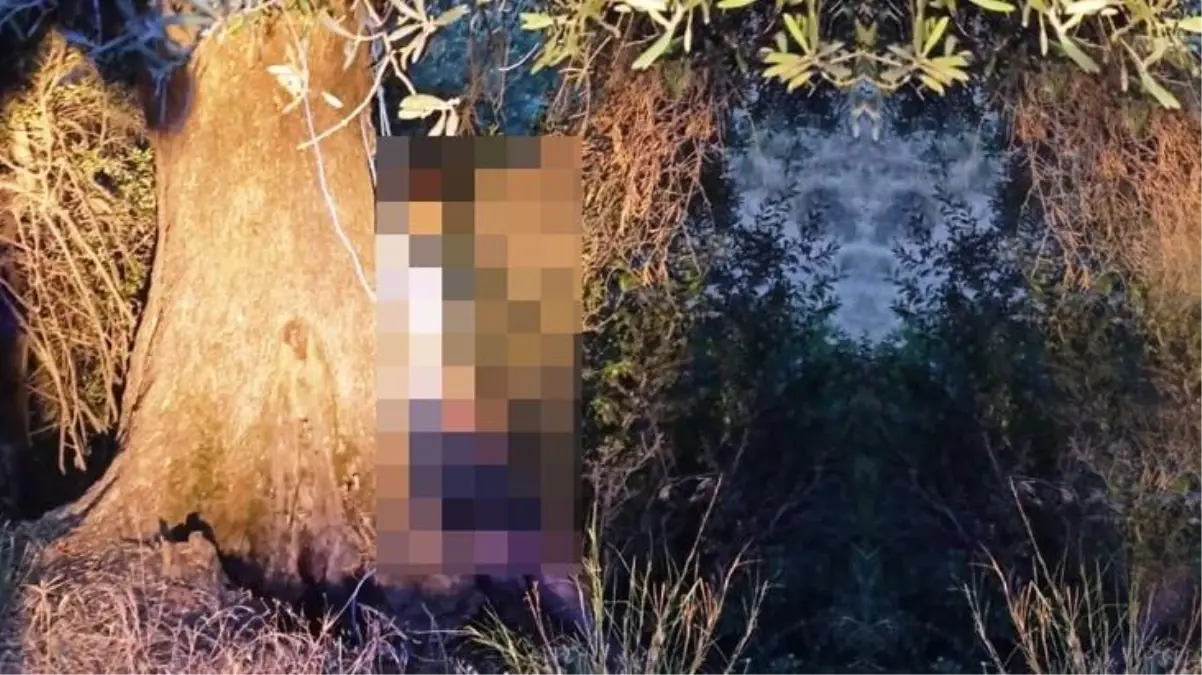 Zeytinlik alanda kendini asarak yaşamına son verdi