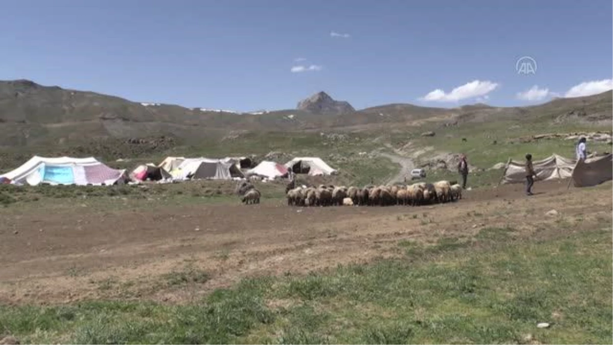 Muş ve Hakkari\'nin huzurlu yaylaları göçerlerin vazgeçilmezi oldu (1)