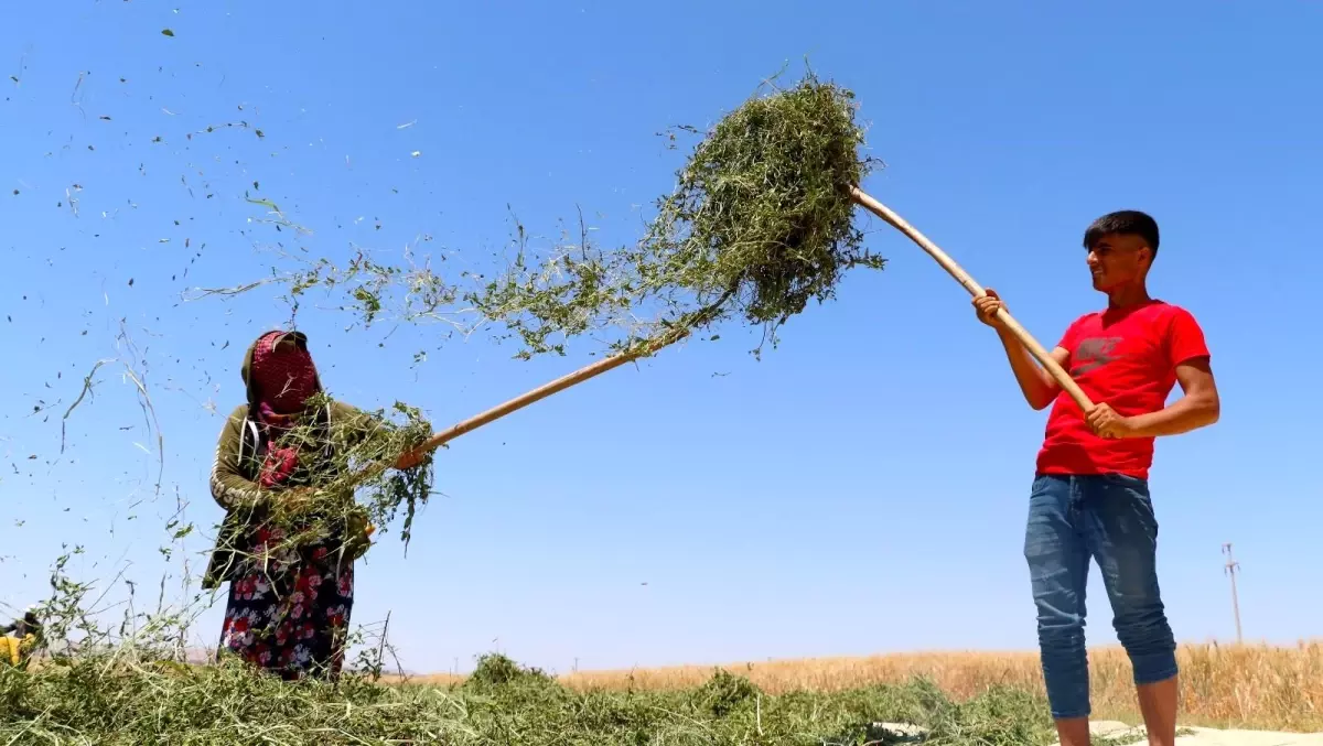 Nanede hasat zamanı