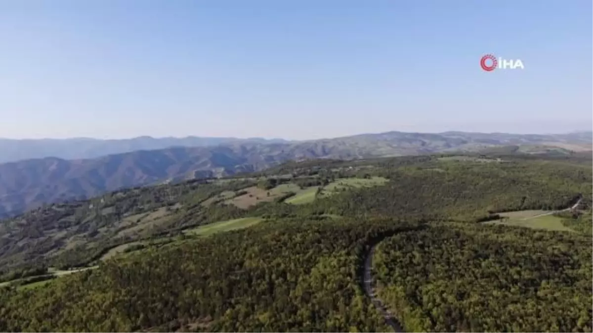 Nesli tükenme tehlikesinde olan "su semenderleri" görüntülendi