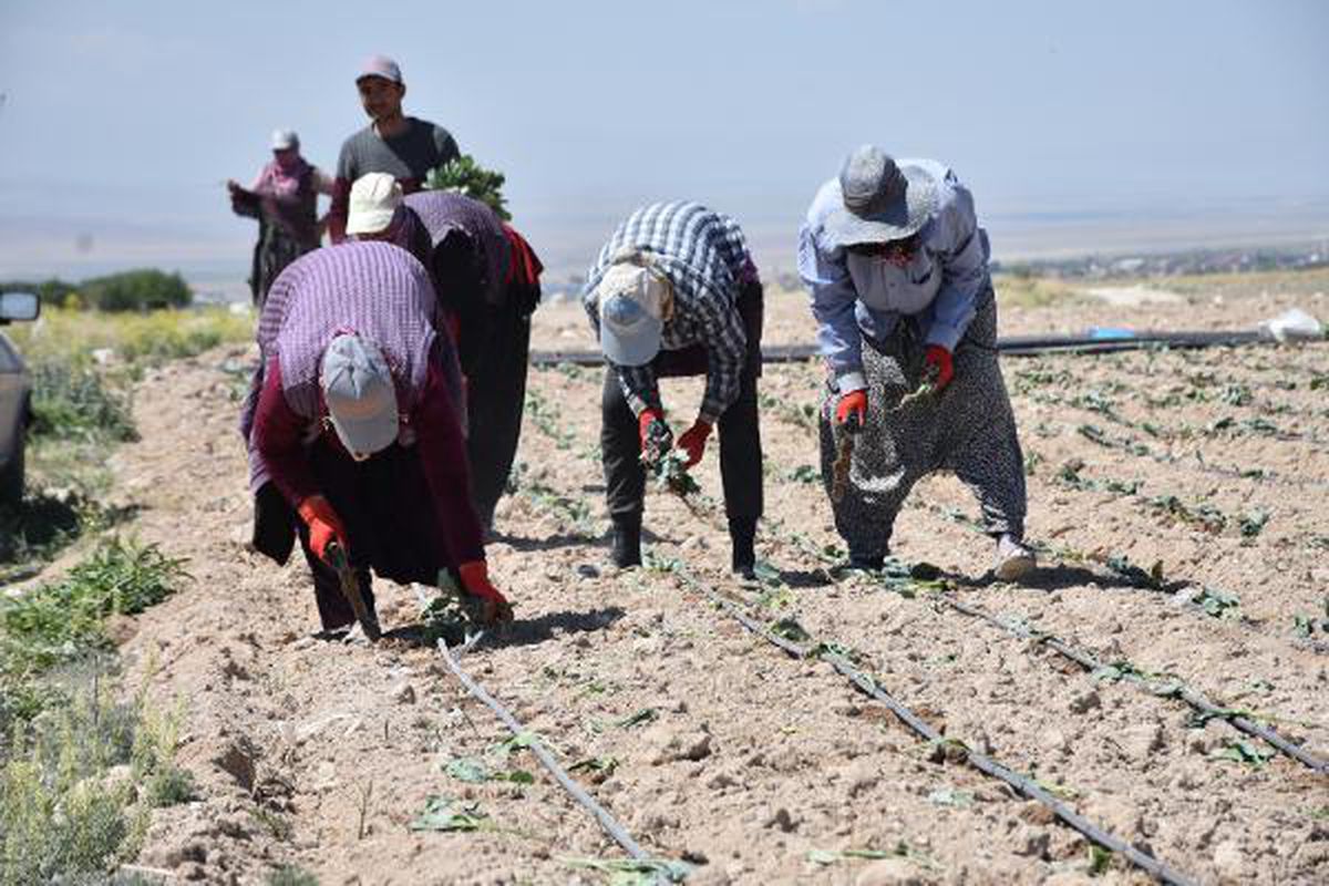 Niğde\'de üretilen lahananın yüzde 80\'i dış pazara