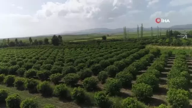 Portakal ağaçlarının kömür yolculuğu başladı