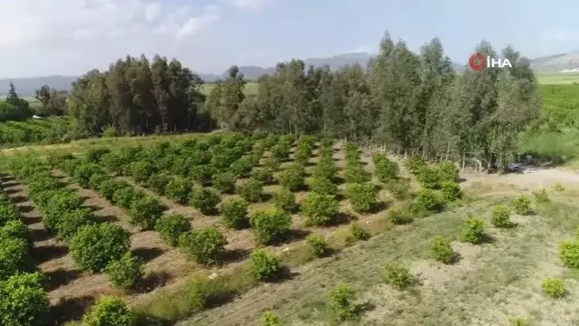 Portakal ağaçlarının kömür yolculuğu başladı