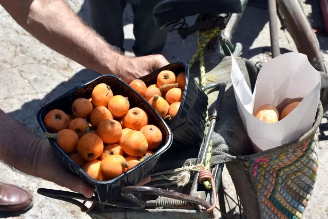 Tarsus Belediyesi, halka yenidünya dağıtmaya devam ediyor