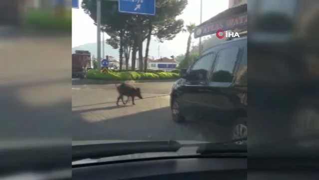 Yaban domuzu ilçe merkezinde gezdi, görenler şaşırdı