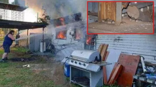 Yamyam fareler Avusturalya'yı istila etti! Önlerine gelen her şeyi kemiriyorlar Yamyam fareler Avusturalya'yı istila etti! Önlerine gelen her şeyi kemiriyorlar