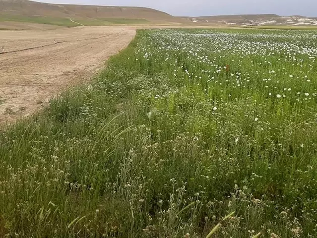 Ankara'da ekiminin izinsiz yapıldığı tespit edilen 148 bin 200 kök haşhaş bitkisi imha edildi