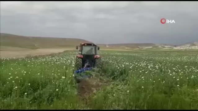 Ankara'da ekiminin izinsiz yapıldığı tespit edilen 148 bin 200 kök haşhaş bitkisi imha edildi