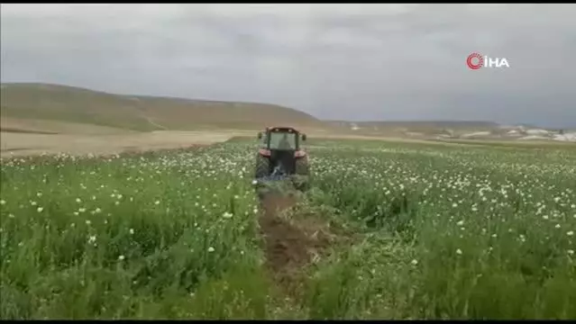 Ankara'da ekiminin izinsiz yapıldığı tespit edilen 148 bin 200 kök haşhaş bitkisi imha edildi