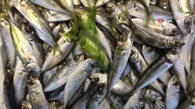 Balık fiyatları el yakıyor Balık fiyatları el yakıyor