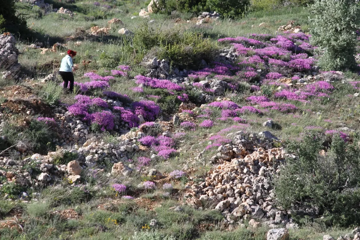 Başyayla\'da yetişen kayagülü korunma altına alınmayı bekliyor