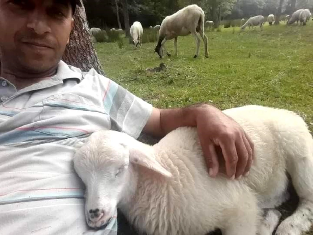 Çobanla kuzunun dostluğu: Sahibinin kucağında uyuyor