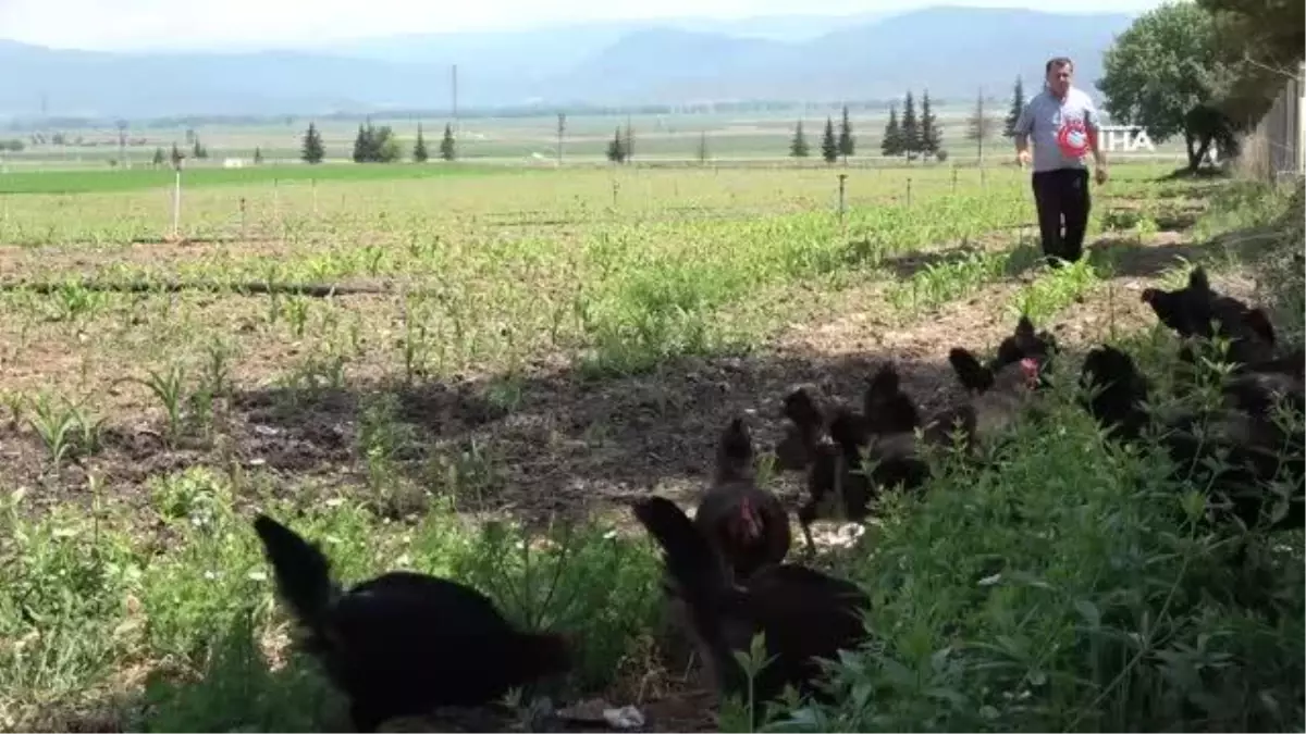 Eğitime destek için getirilen tavukların bakımlarını öğretmenler yapıyor