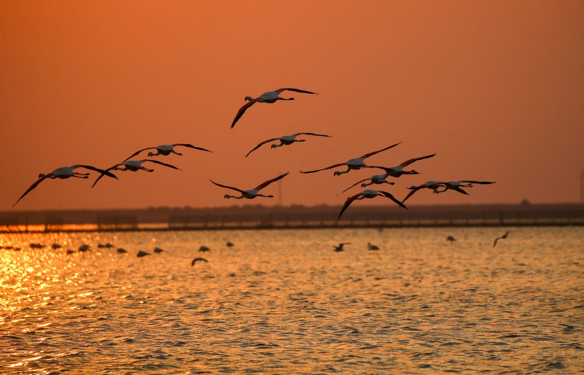Kuş Cenneti gün batımında flamingolarla ayrı bir güzelliğe bürünüyor