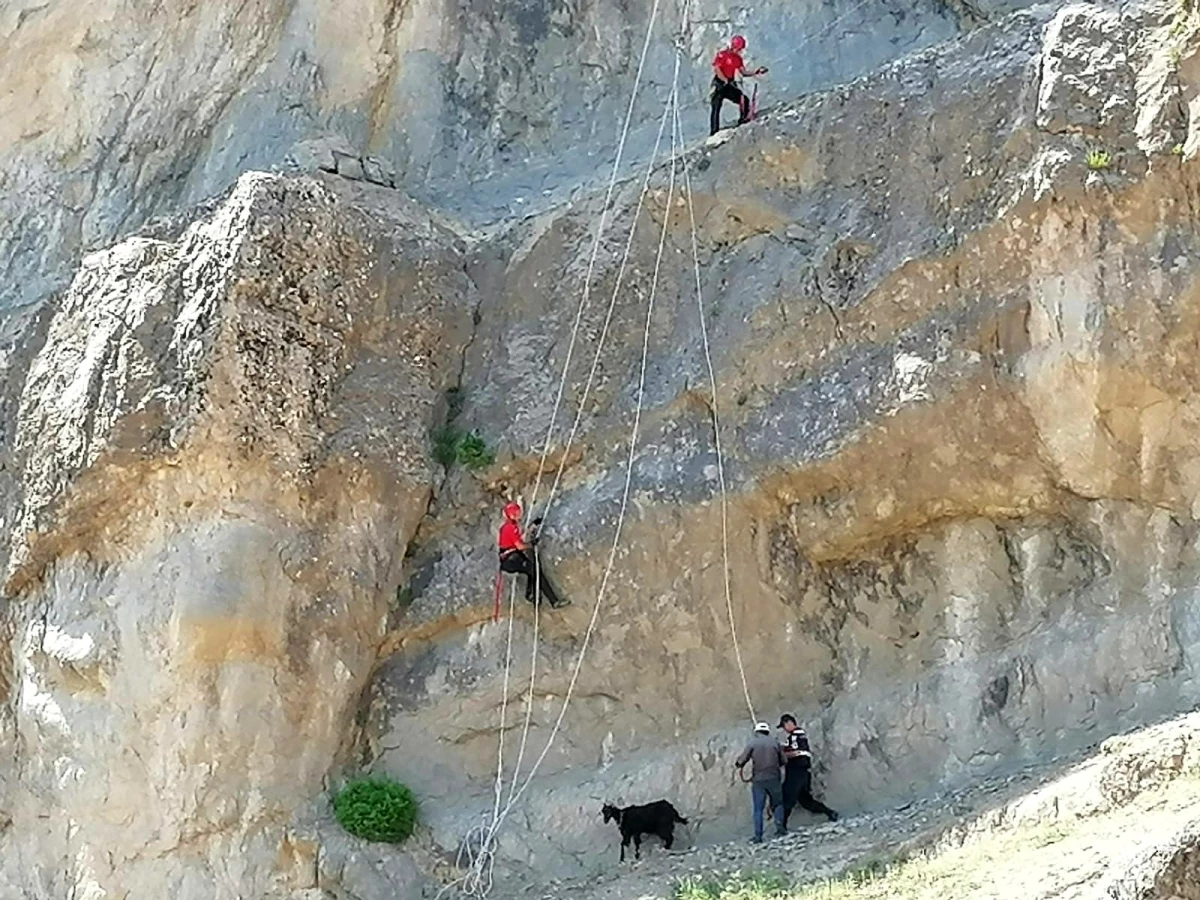 Kahramanmaraş\'ta kayalıkta mahsur kalan hayvanları JAK timleri kurtardı