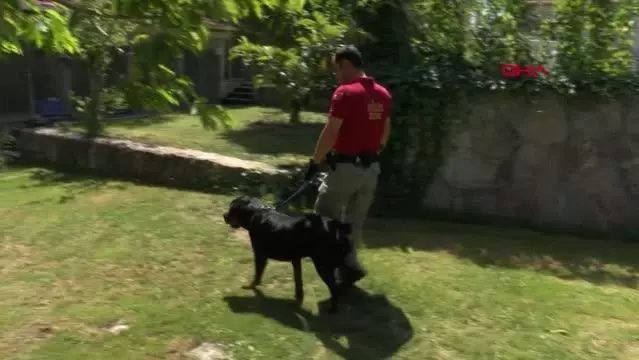 'UYUŞTURUCU TİCARETİ' YAPANLARI KORURKEN BULUNAN BUFFY, ARTIK BİR POLİS KÖPEĞİ