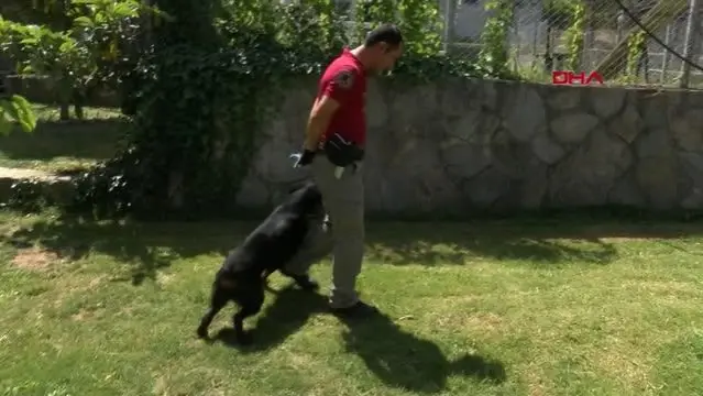 'UYUŞTURUCU TİCARETİ' YAPANLARI KORURKEN BULUNAN BUFFY, ARTIK BİR POLİS KÖPEĞİ