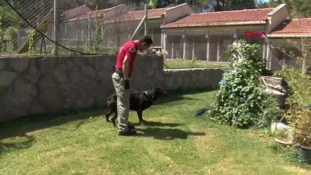 'UYUŞTURUCU TİCARETİ' YAPANLARI KORURKEN BULUNAN BUFFY, ARTIK BİR POLİS KÖPEĞİ