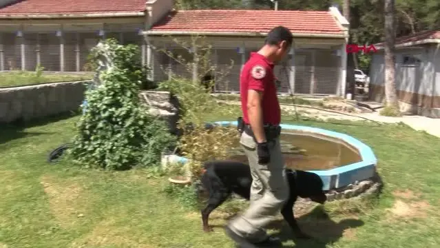 'UYUŞTURUCU TİCARETİ' YAPANLARI KORURKEN BULUNAN BUFFY, ARTIK BİR POLİS KÖPEĞİ