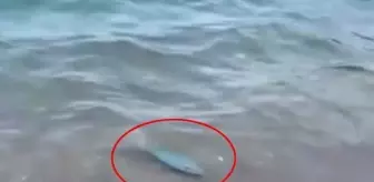 Adrasan Sahili'nde balon balığı görüntülendi