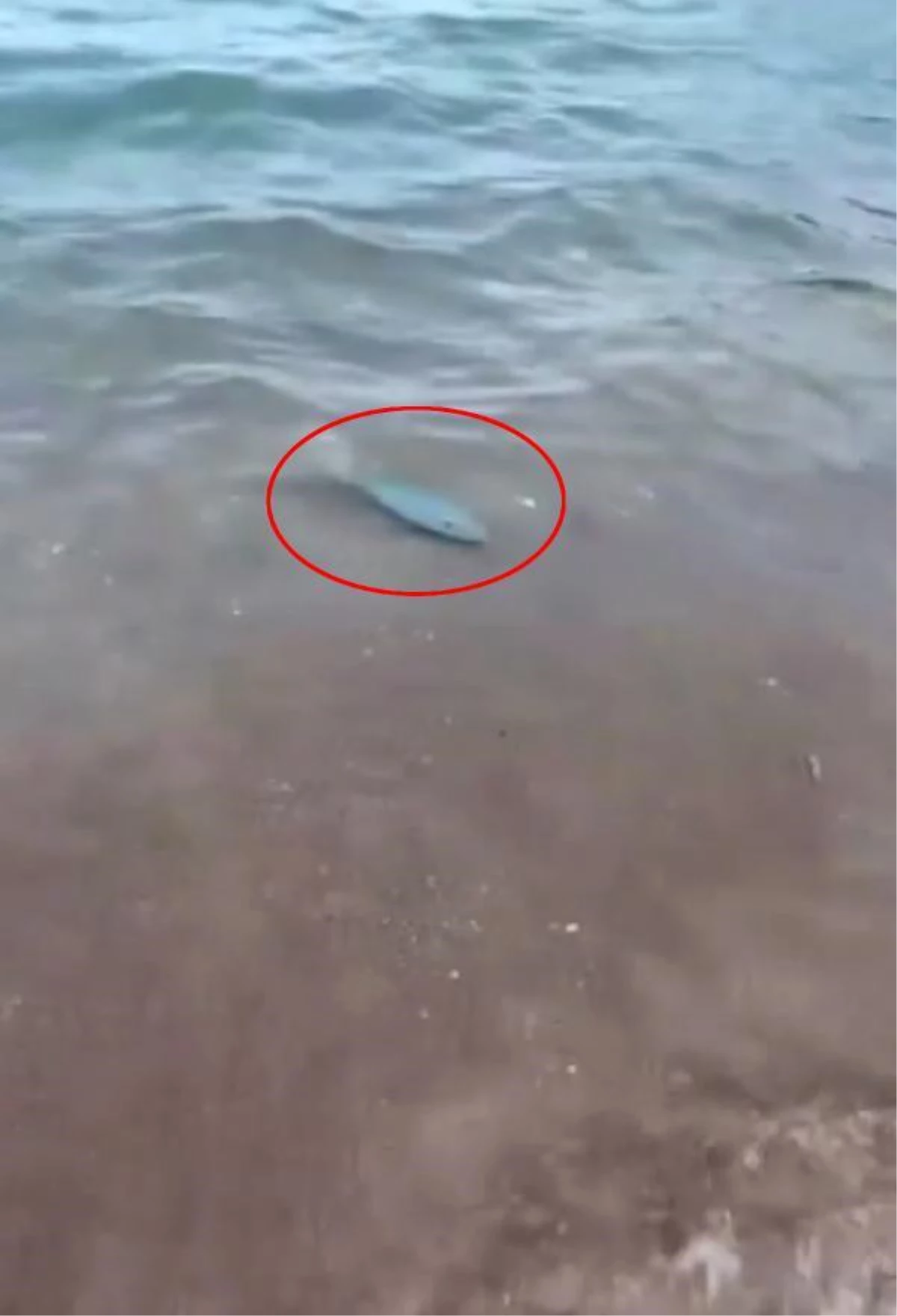 Adrasan Sahili\'nde balon balığı görüntülendi