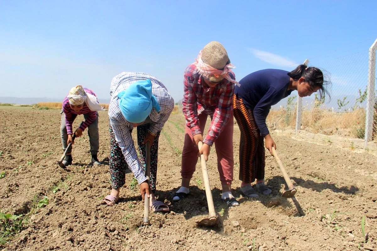 Bamya çapası başladı, üreticiler umutlu