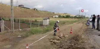 Besicinin çabası işe yaramadı, elektrik akımına kapılan hayvanlar telef oldu