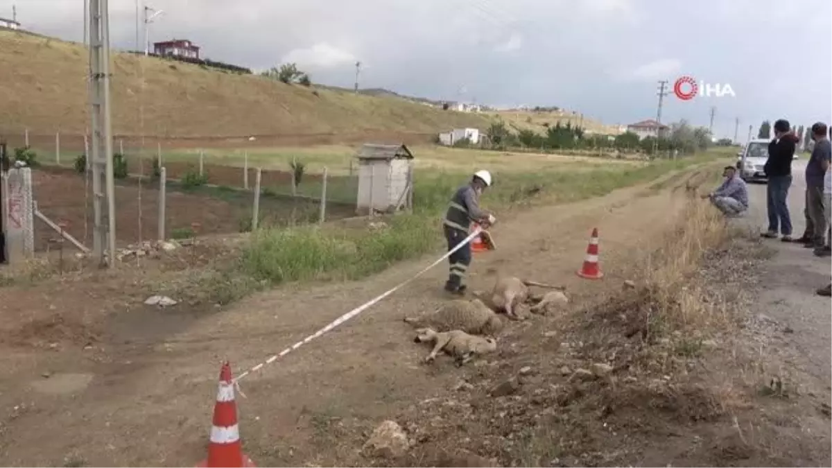 Besicinin çabası işe yaramadı, elektrik akımına kapılan hayvanlar telef oldu