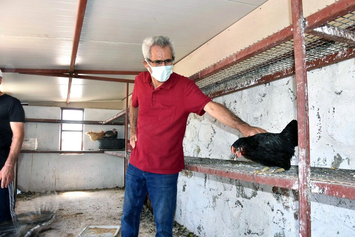 Bodrumlu çiftçilere tavuk dağıtımı