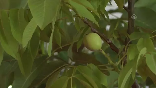 Ceviz ithalatının yerli üretim sayesinde 2023'te bitirilmesi hedefleniyor