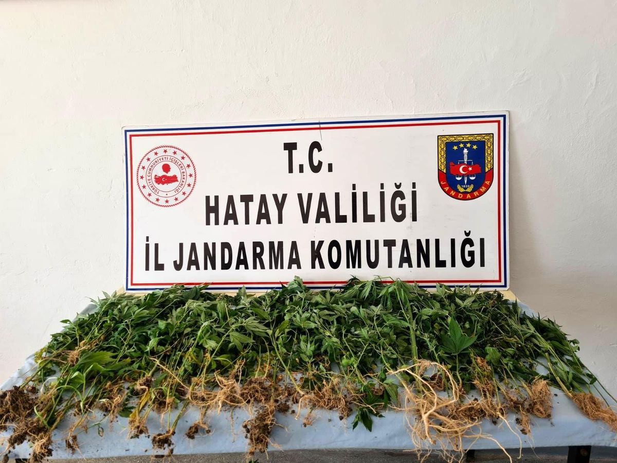 Devriye atan jandarma ekibi, zeytinlikte Hint keneviri buldu