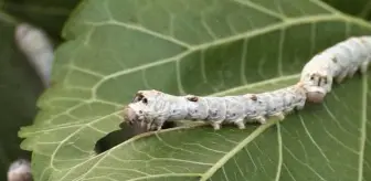 Eskişehir'in ipek böcekleri 64 kente gönderildi