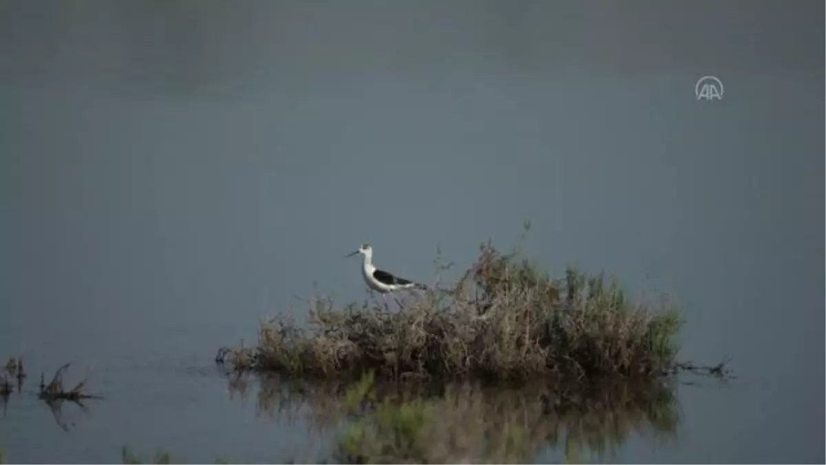 Gediz Deltası\'nda baharla hareketlenen kuşların dünyası kayıt altına alınıyor