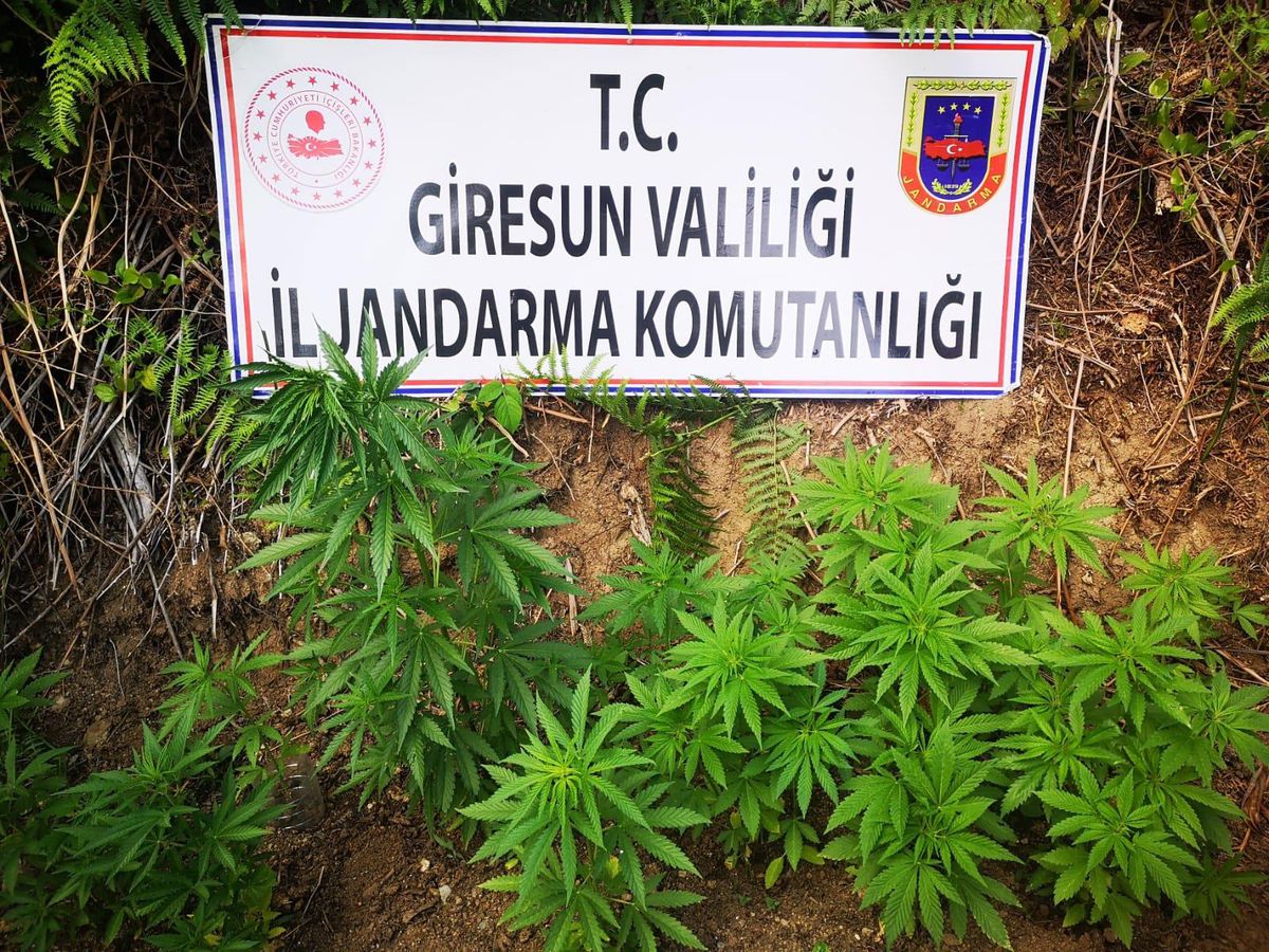 Giresun\'da 116 kök kenevir ele geçirildi