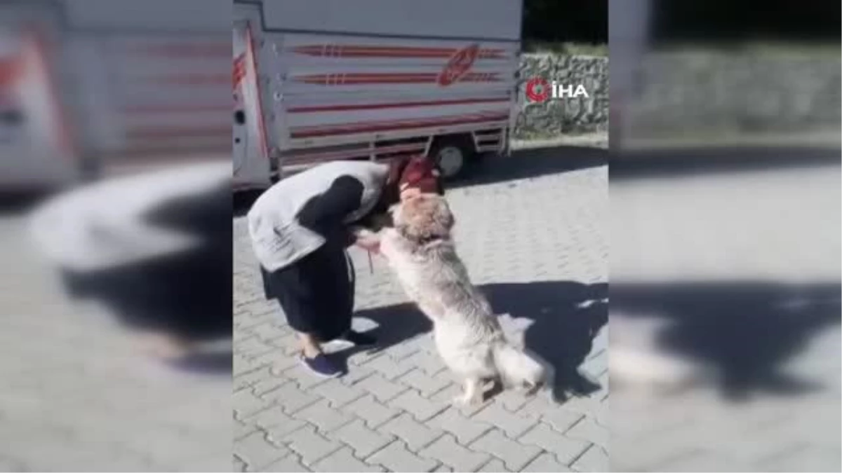 Kaybolan köpeğin sahibiyle duygulandıran buluşma anları kamerada