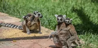 Lemurlar, annelerinin sırtında büyüyor