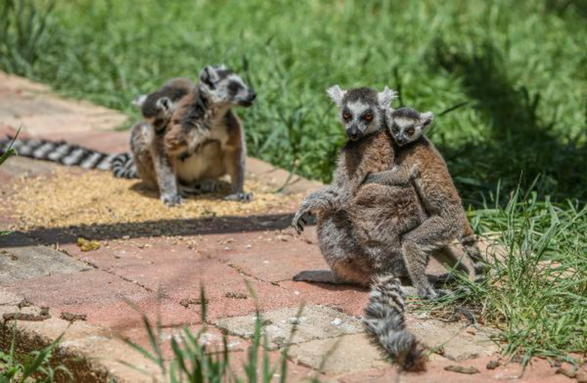 Lemurlar, annelerinin sırtında büyüyor