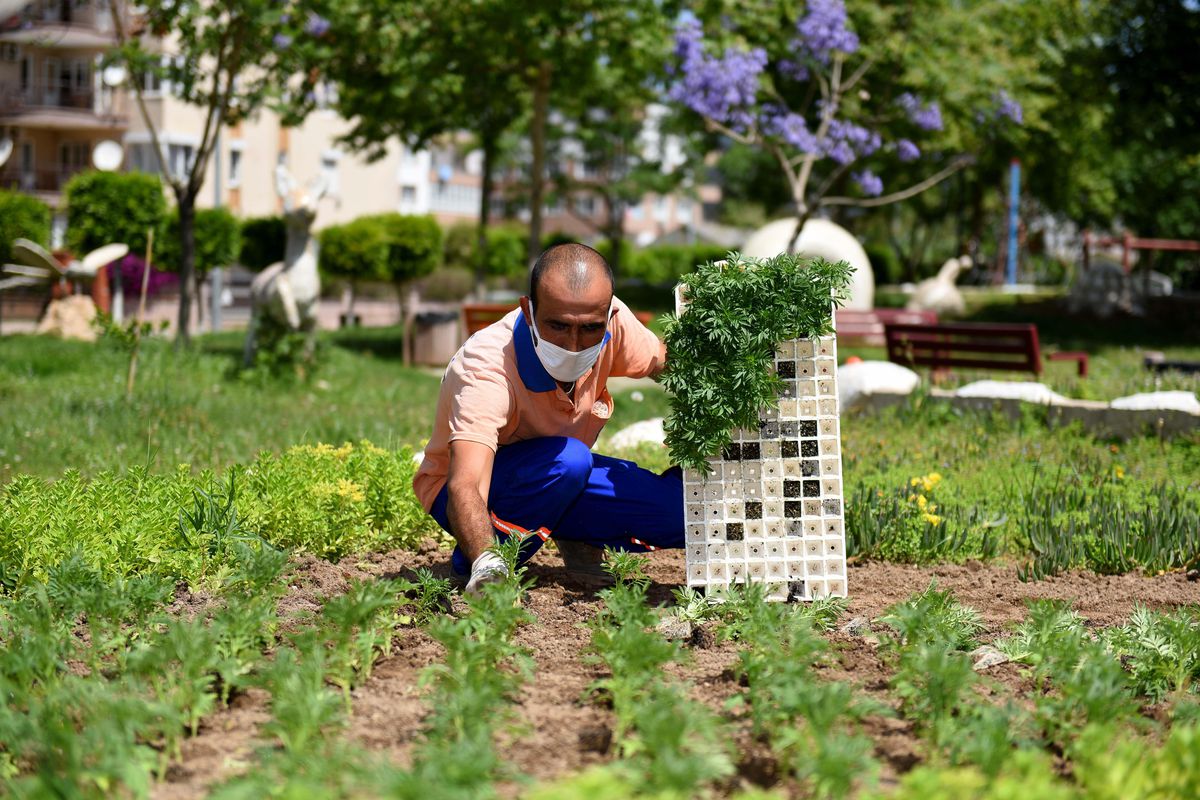 Muratpaşa\'da park ve bahçelere 500 bin çiçek dikiliyor